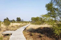 Nationalpark De Groote Peel in Nordbrabant – ein Paradies für Wanderer und Vogelliebhaber