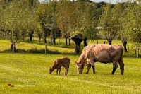 Camping Bauernhof Nordbrabant Holland